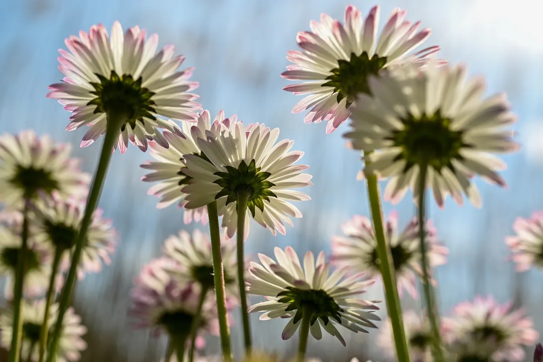 跨境电商公司注册营业执照经营范围要怎么填写?