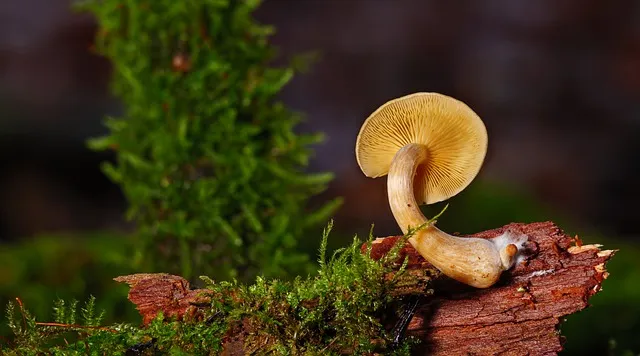 wish平台的优缺点-wish平台的优缺点分别是什么?