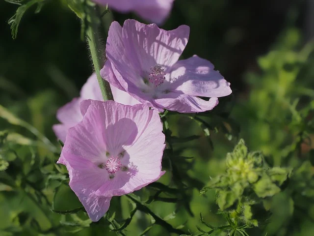 速卖通中文版买家入口-速卖通中文版买家入口如何登录?