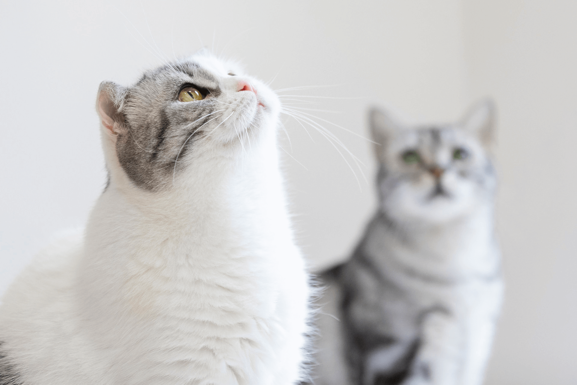 ACE赢时效丨降本、提速、稳体验！TikTok Shop美区官方物流全新升级