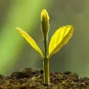 树木跨境电商漂流记