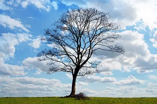 亚马逊类目和佣金分别是什么?各自有什么作用?