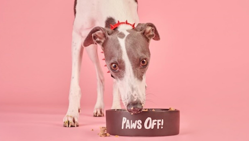 以昆虫为原料,狗粮品牌Tuggs获50万英镑种子轮融资