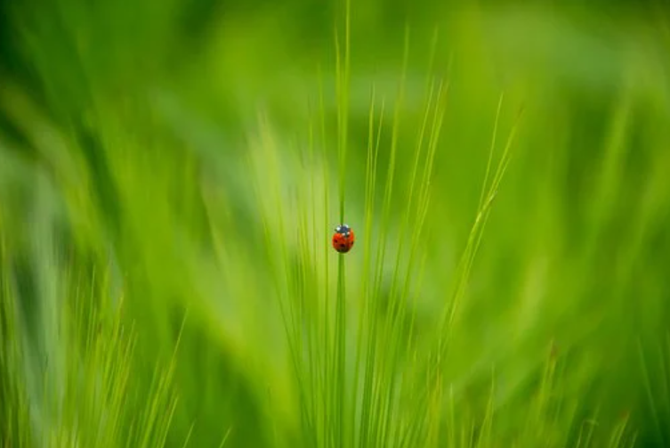 跨境电商有几种清关模式-各自有何优点？