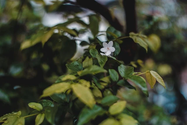 showroom官网如何进入-有哪些方法？