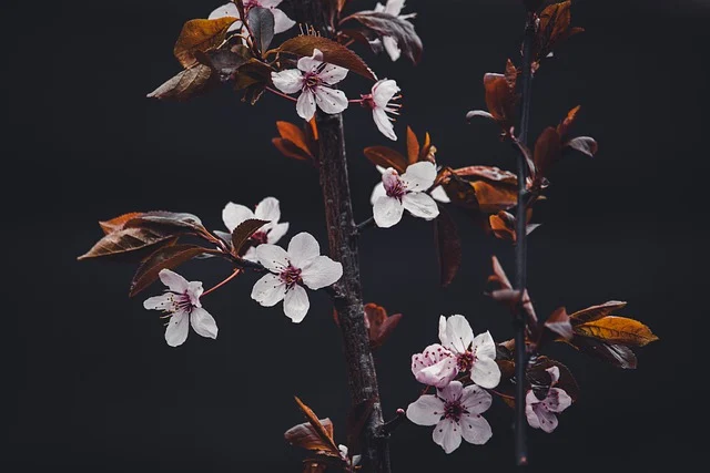 奥地利epr包装法是什么-有哪些费用？