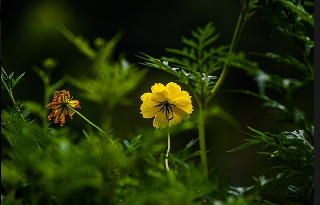 亚马逊新手攻略：从零开始学习亚马逊销售技巧