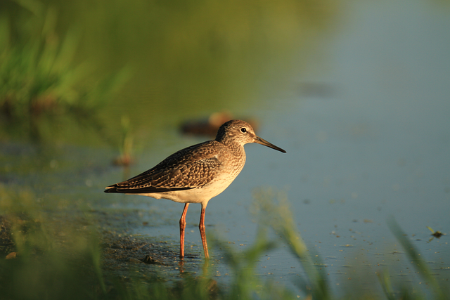 爱飞海淘单号查询的步骤有哪些-实用技巧