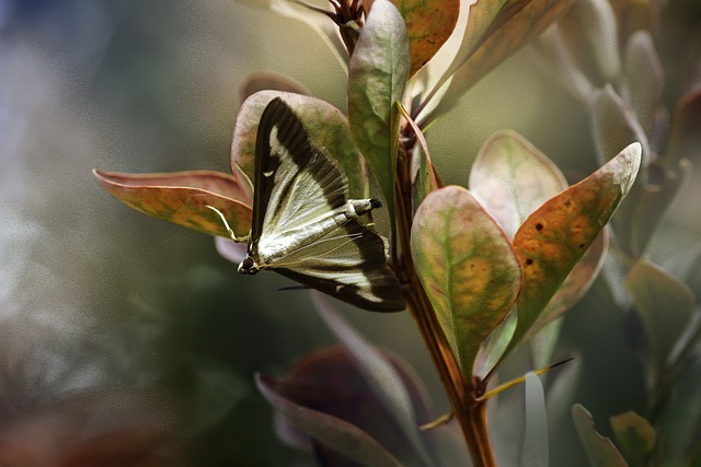 inno:创新引领的时尚品牌