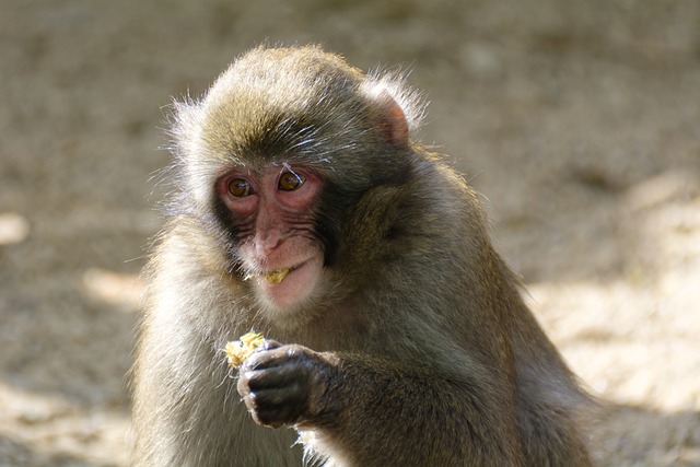 海外广告推广策略成功案例