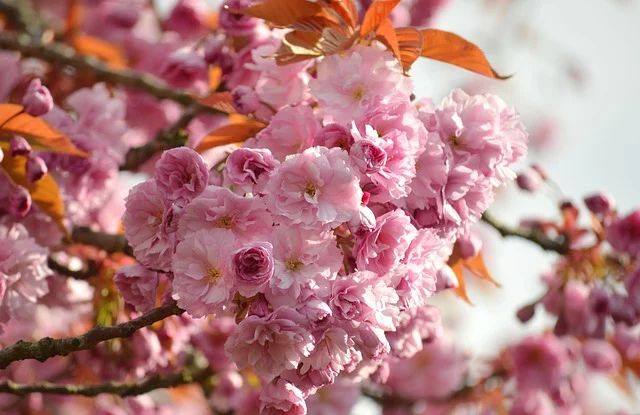 土耳其节日大全：介绍土耳其各个重要节日的起源和庆祝方式