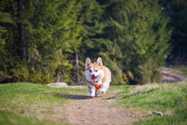 foxmail邮件看不到内容如何解决