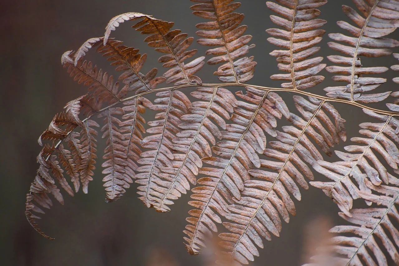 卖家精灵官网：提供了什么工具和服务？