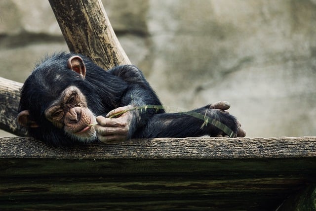 海外营销推广干货红人营销到底该选择哪个平台