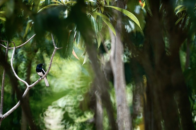 紫鸟浏览器-紫鸟浏览器的费用