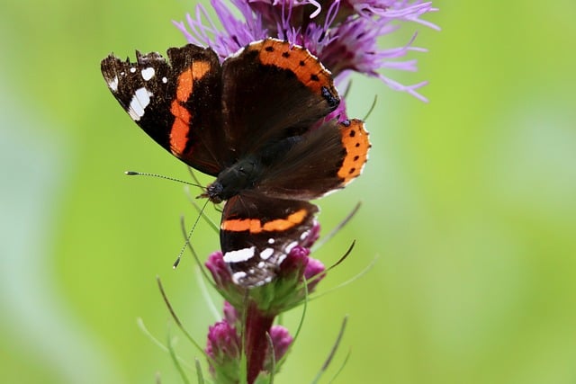 美国外观专利多少钱-美国外观专利多少钱一个月？