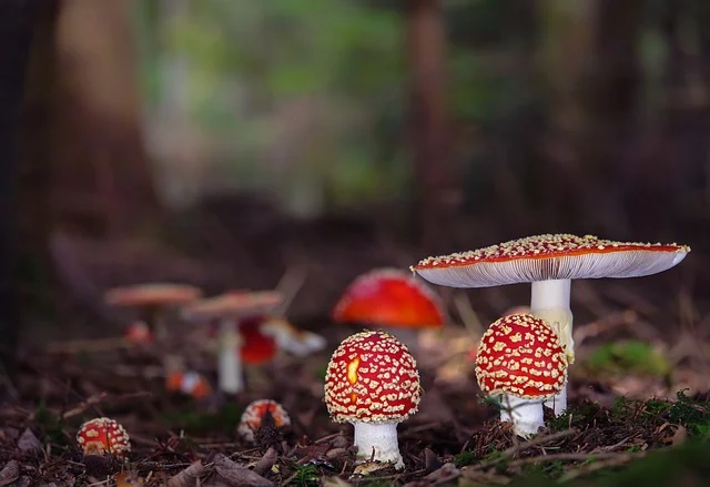 美国海外仓一件代发-美国海外仓一件代发是什么？