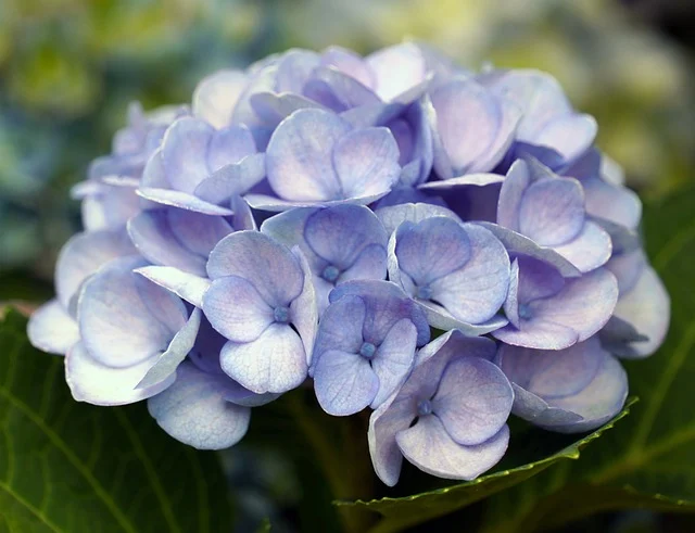 美国独立日-美国独立日为了纪念什么?