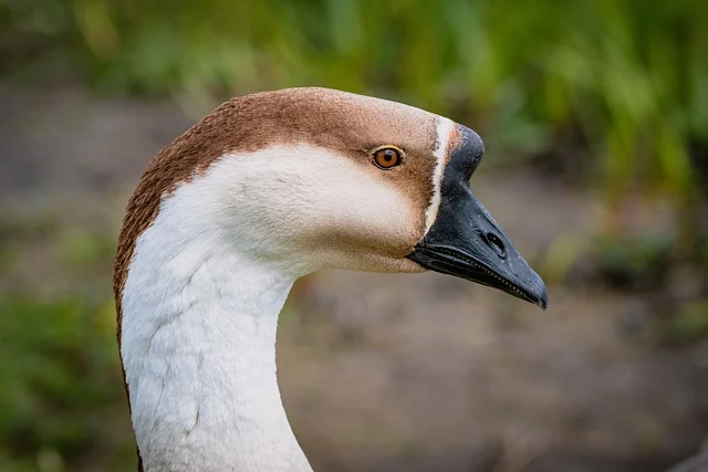美国的传统节日-美国的传统节日有哪些?