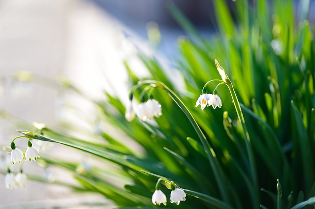 铃兰节-铃兰节是哪个国家的节日？