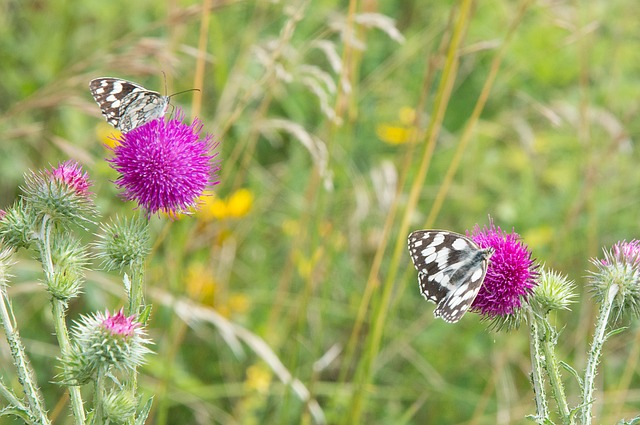 赛盈分销平台-赛盈分销平台怎么赚差价？
