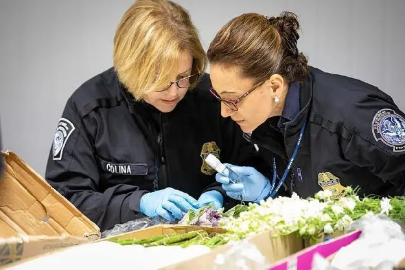 美国海关最常见的四种查验方式，你了解多少？