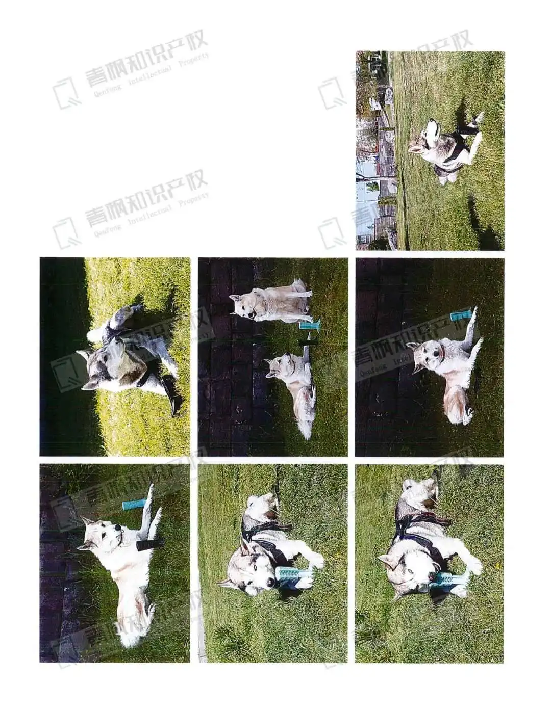 数百名卖家被TRO！狗狗牙刷和园艺铁架发起版权、商标、专利的全方位维权！