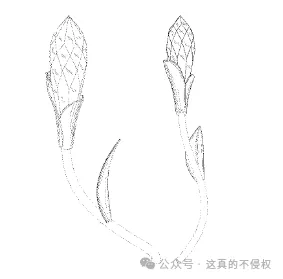 几十款专利最新下证,速速自查--门挡、浴帘钩、咖啡压粉器、烤盘、茶滤、登山扣、宠物项圈、绞肉器、折叠储物盒、焊接锯片等