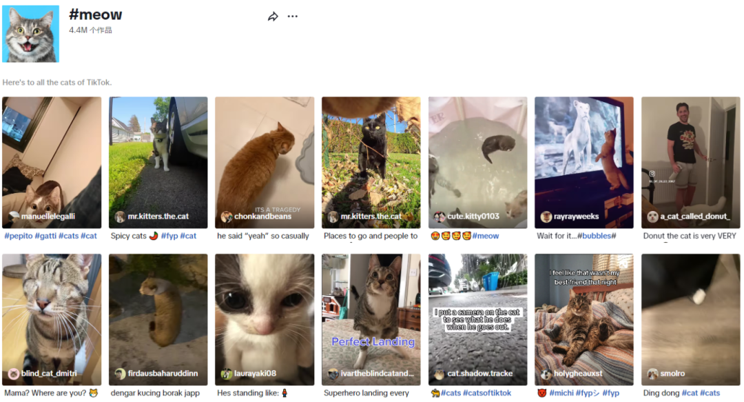 【本周TT美国话题趋势】TikTok热门话题“meow”：萌宠背后的宠物品牌营销大机遇