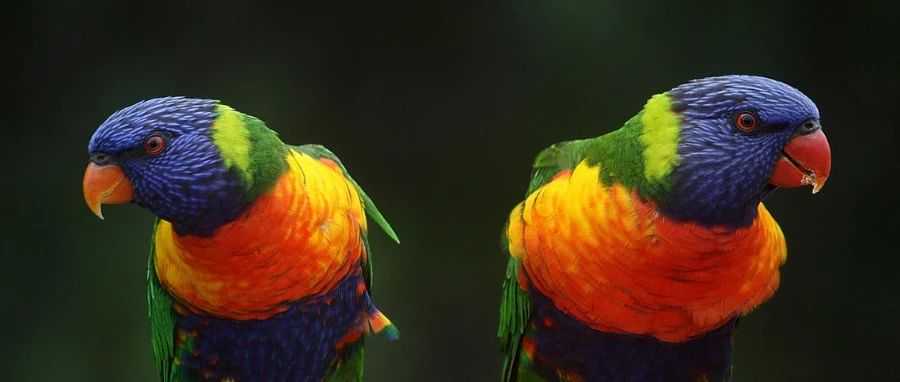 月销1.2万+，BSR冲到第二！小众宠物赛道爆品频出