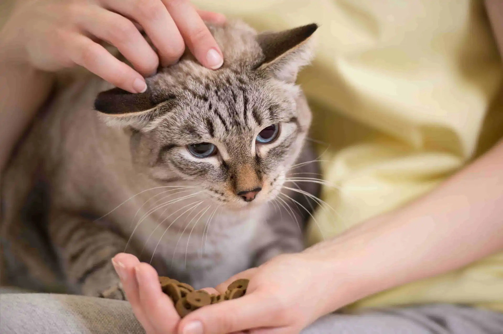 日本猫咪市场趋势：电商平台销量增长，消费者关注宠物食疗产品