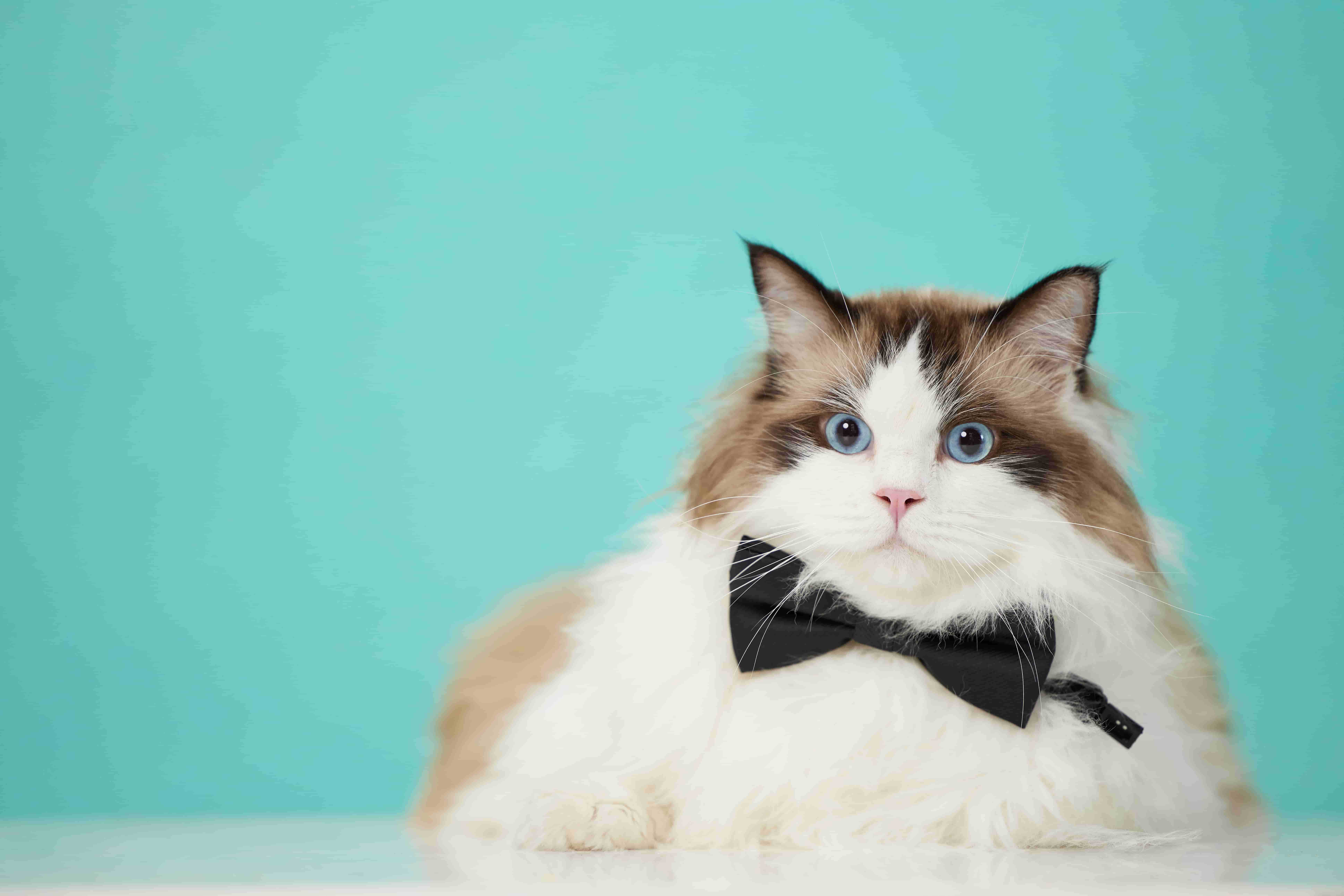 2025年英国宠物消费升温,食品和护理需求不断