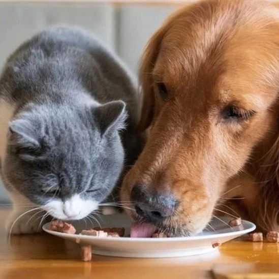 2025-2026宠物行业趋势报告：3000亿美元背后的新风口