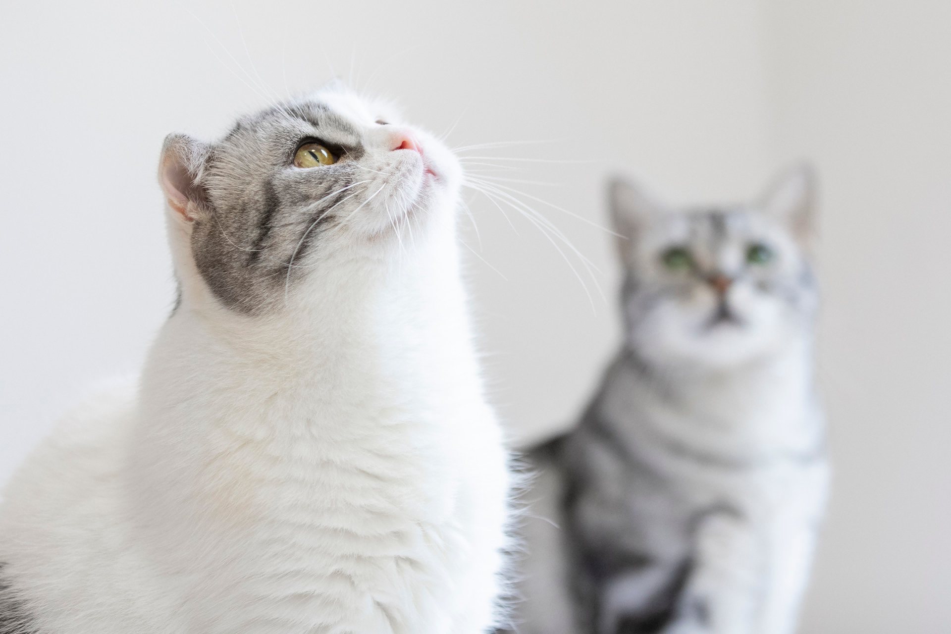 沙特迈向人性化和高端化养宠时代，宠物食品市场年均增长超30%