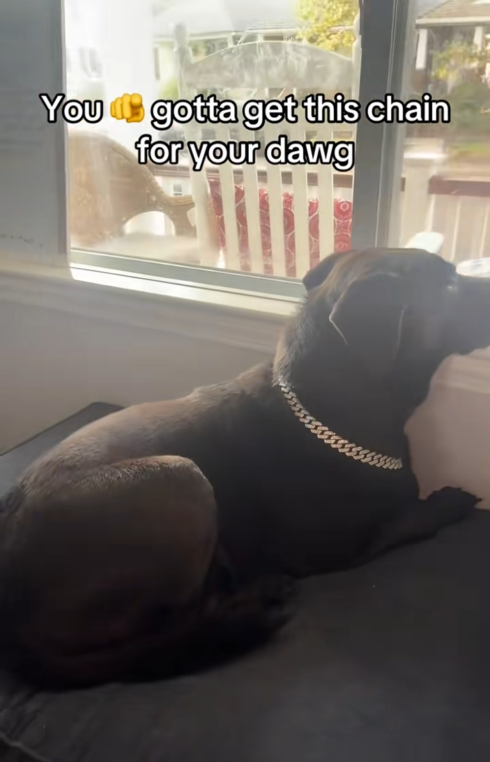 400万人看过的贵妇项链，已经卖到TikTok宠物用品榜一！