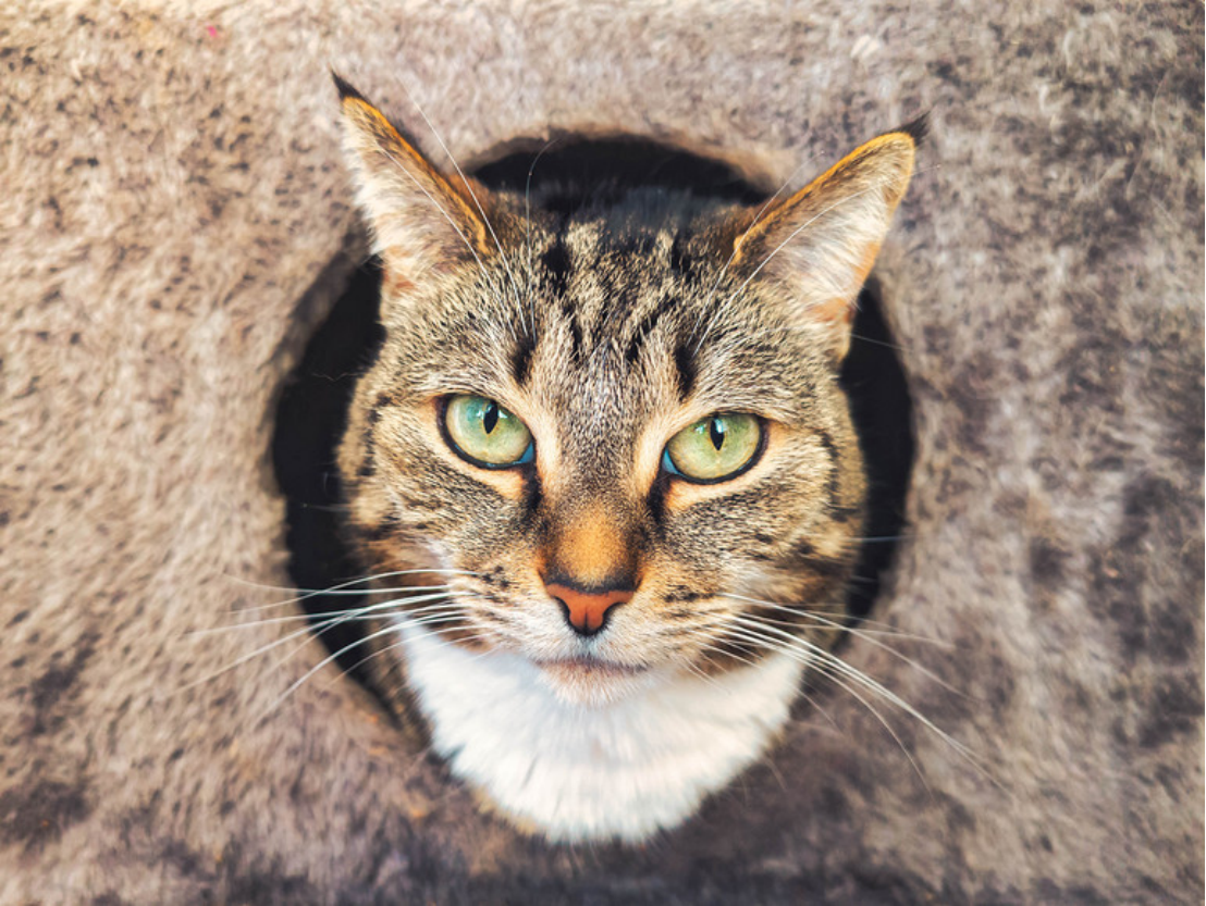 鲁西南小城曹县，靠宠物家居“闯入”全球养宠家庭