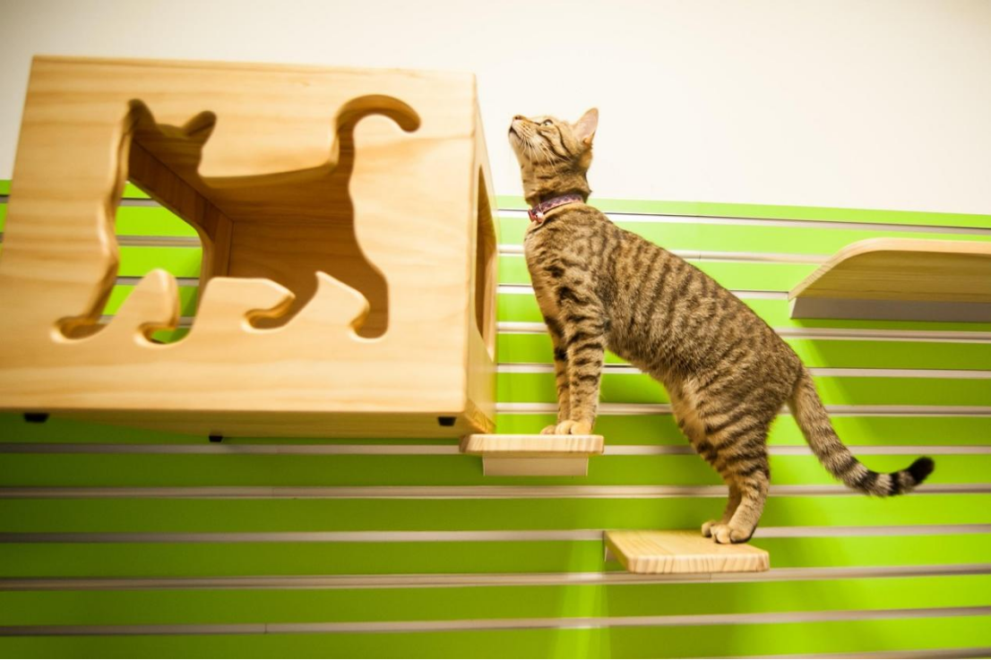 鲁西南小城曹县，靠宠物家居“闯入”全球养宠家庭