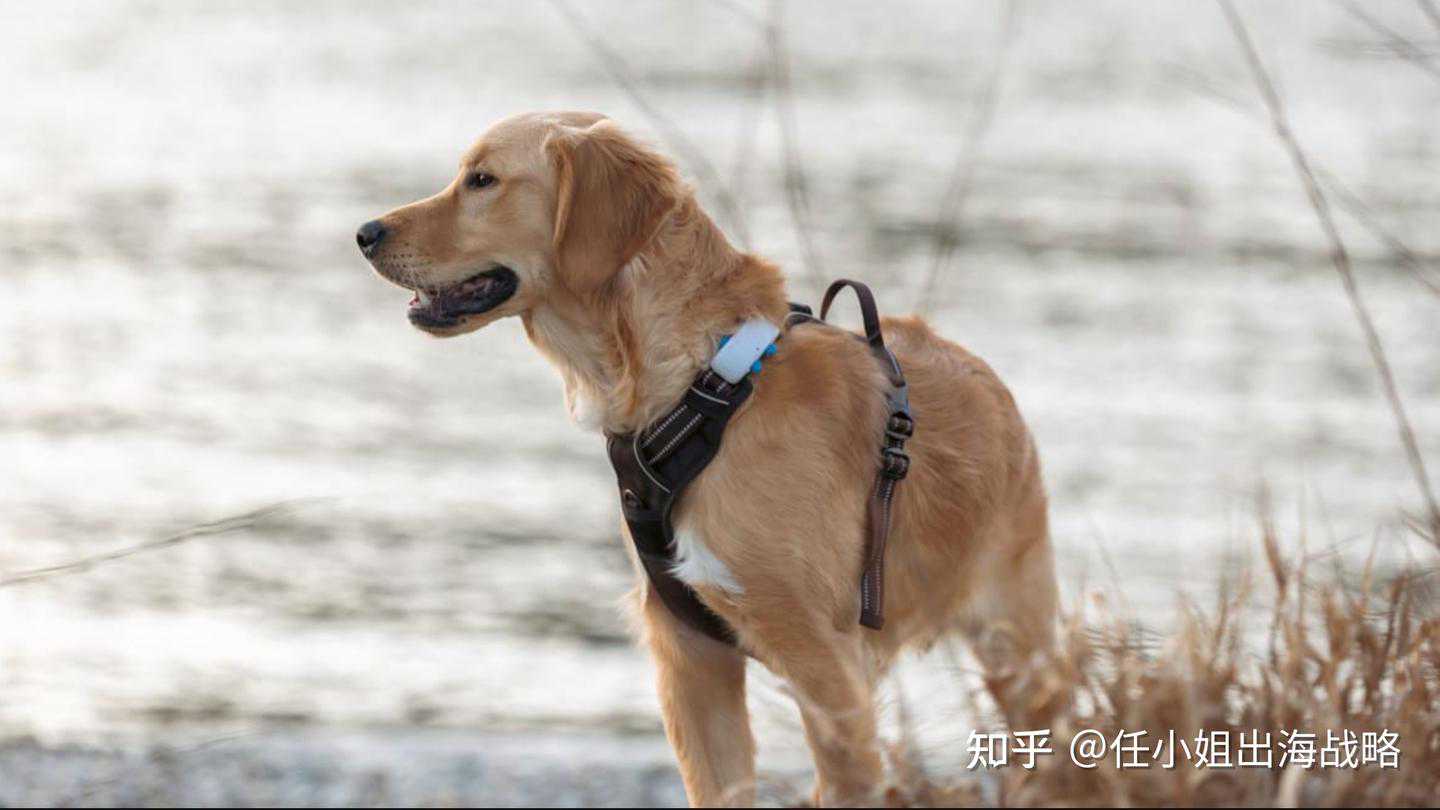 一条宠物项圈，上亿融资，年销售额超3亿？Tractive 带给我们的宠物行业启示