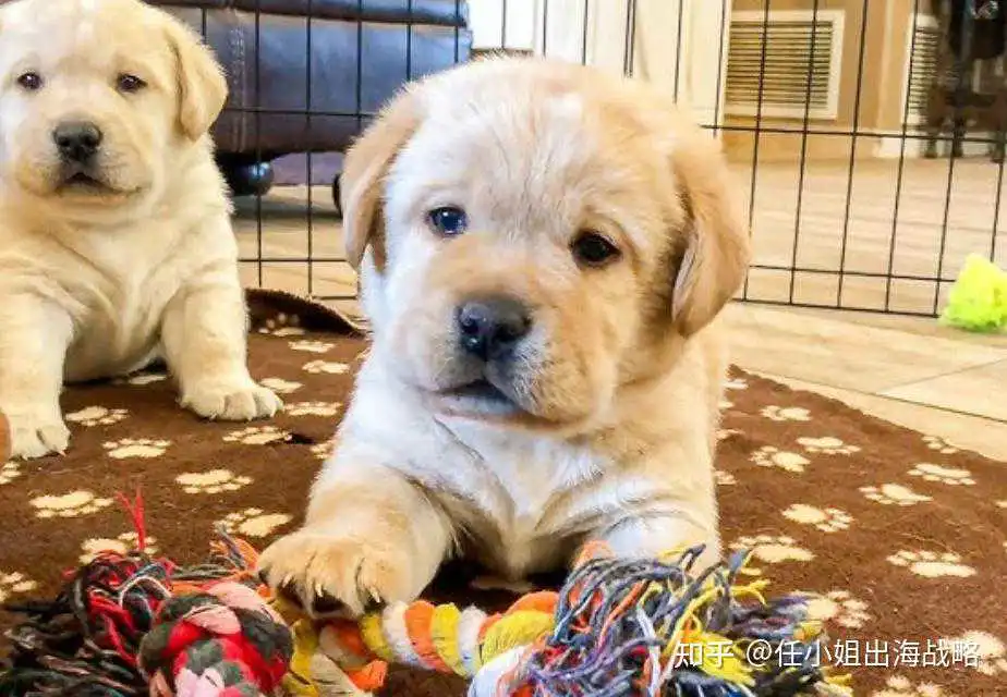 宠物养育新时代:婴儿化与智能化趋势下,PetSafe如何以“安全舒适”赢取北美市场