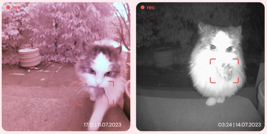 6100%搜索飙升，AI猫门火了，单价1300+卷的不是功能是情绪价值