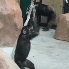 竞品分析不止看词：深度拆解对手广告结构与流量来源