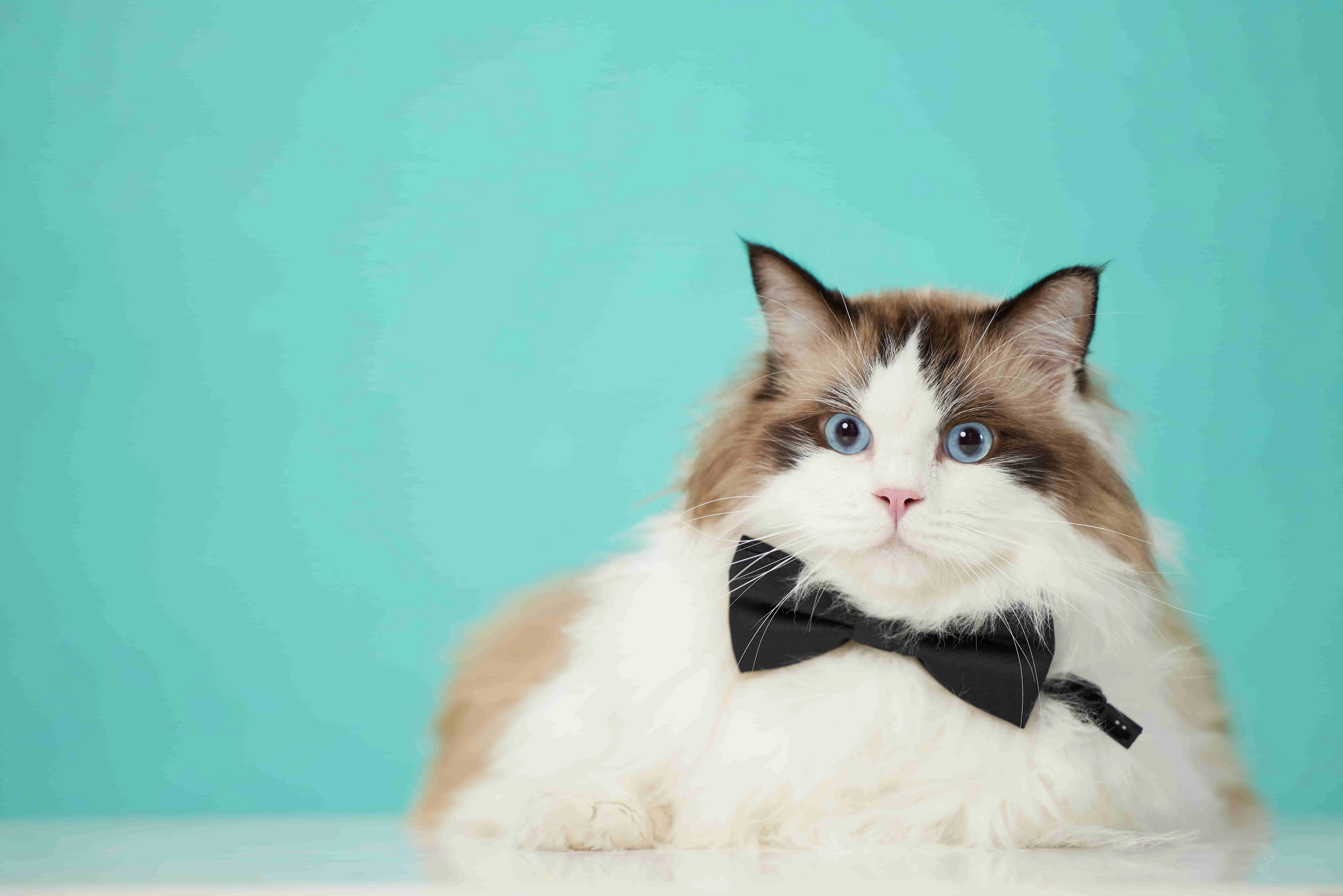 25年全球宠物市场将达2070亿美元，消费者更爱养猫