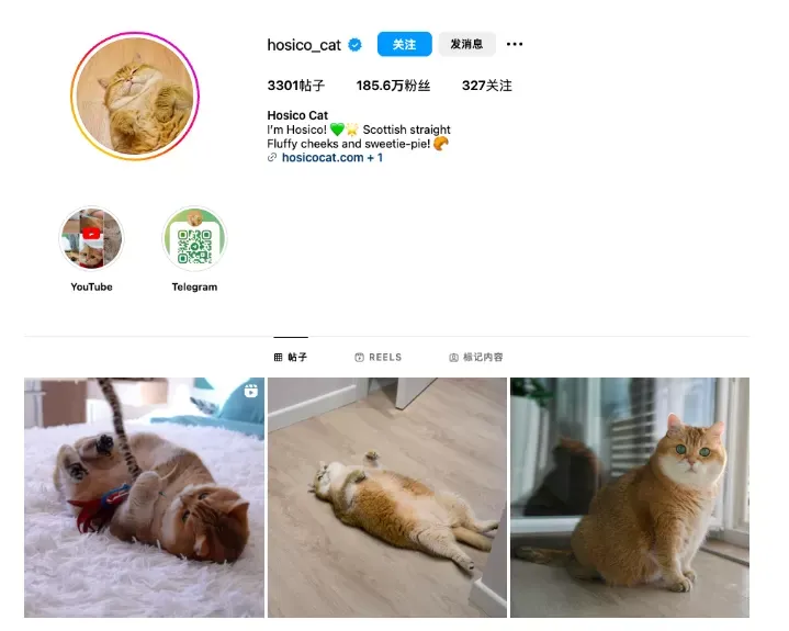 海外营销案例解析：稳住“毛孩子”，抓住钱袋子！