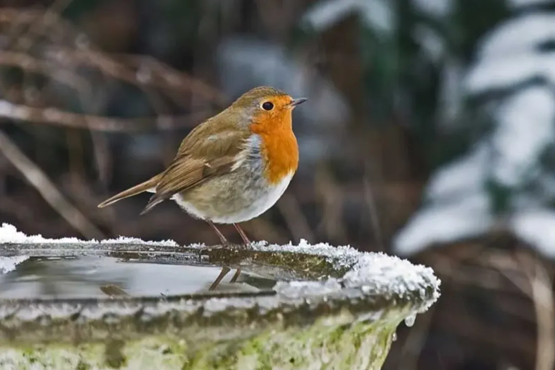 undefined 我们所以为的小众,是美国人的刚需——信息差带来的选品机会