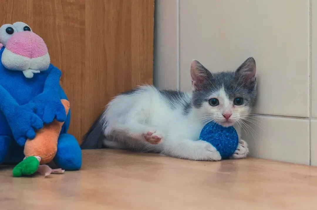 宠物类目再出爆款！一款训狗神器在TikTok卖出百万