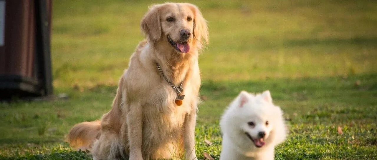 宠物类目再出爆款！一款训狗神器在TikTok卖出百万