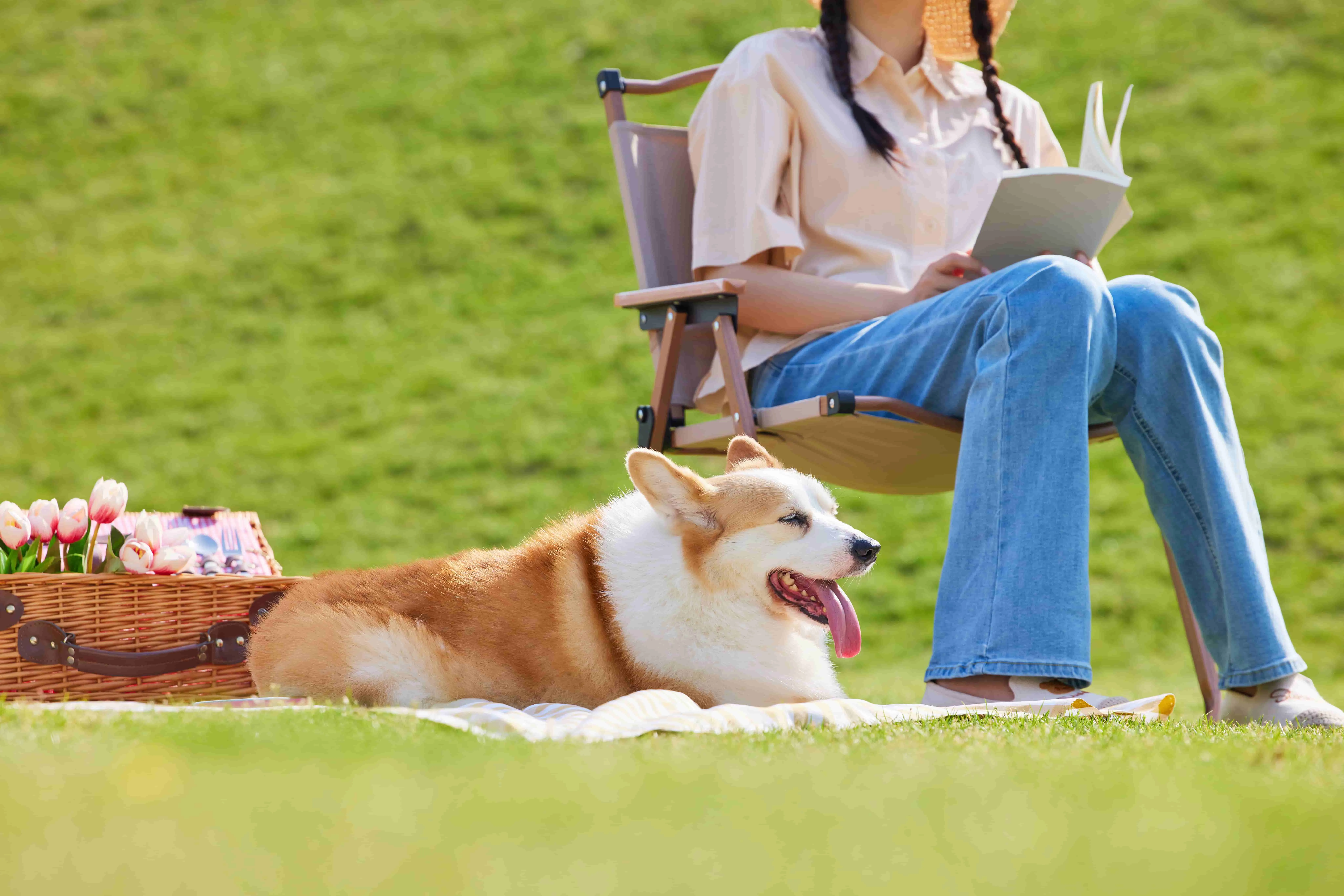 26年全球宠物科技市场将达191亿美元，智能可穿戴设备需求上升