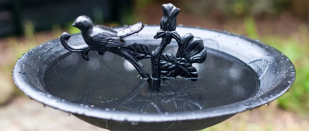 靠AI带货，国产“鸟浴神器”在TikTok卖了50多万