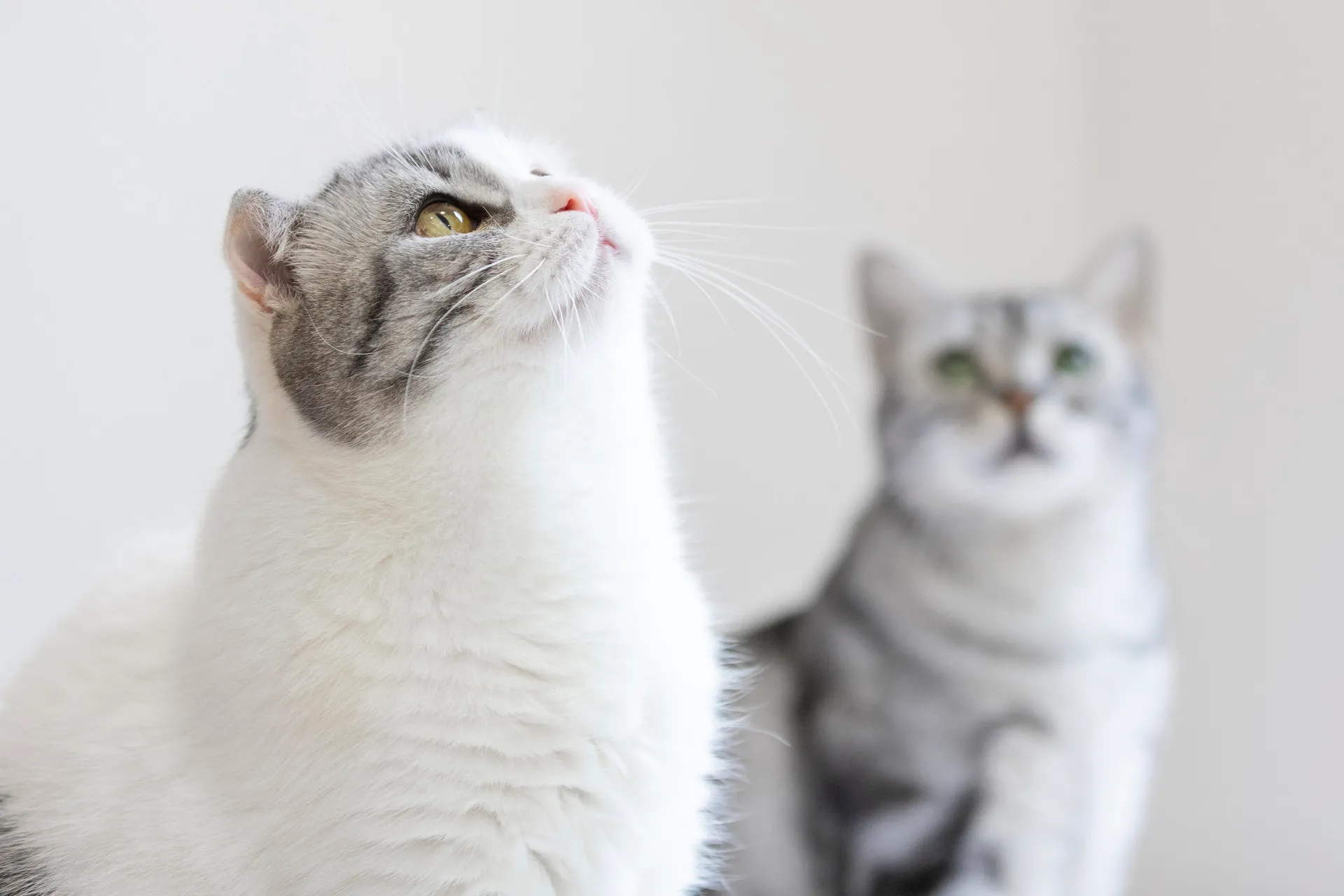 宠物电商平台Chewy收购兽医平台Modern Animal