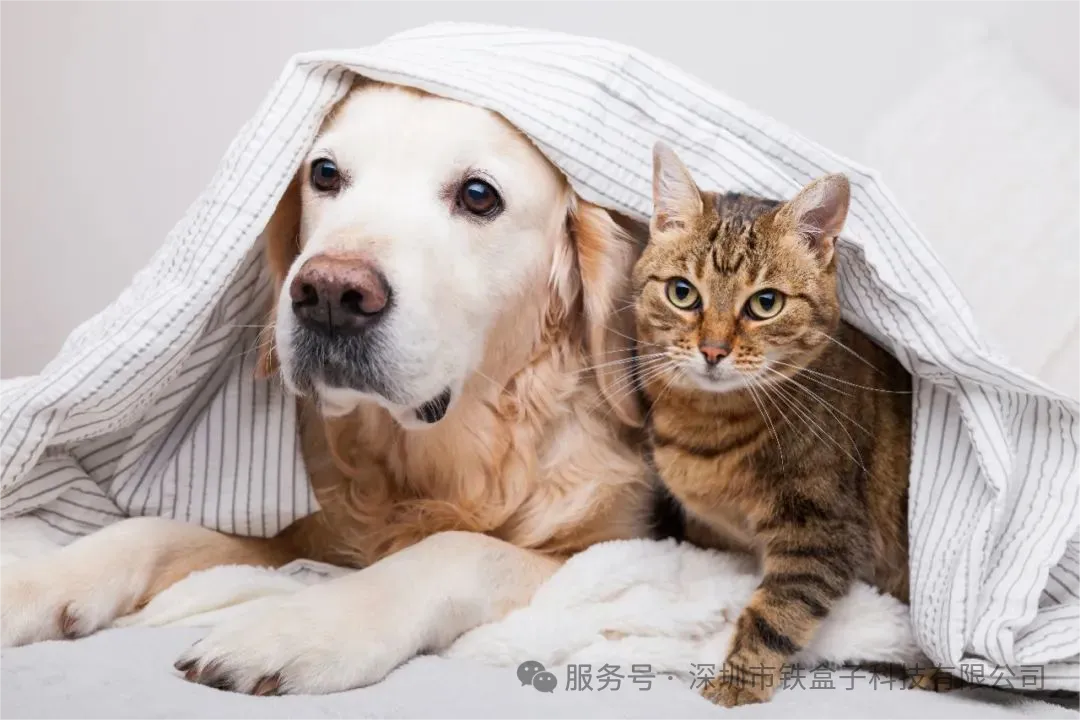 美客多爆单：墨西哥"猫狗经济"为什么越来越稳？
